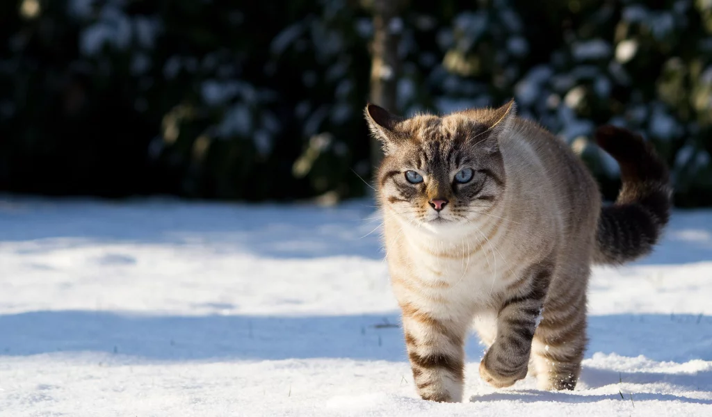 голубые глаза, Кот, грозный вид, розовый носик, снег