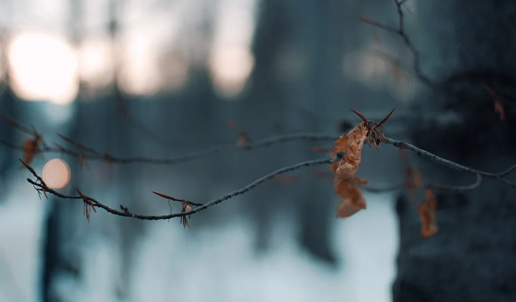 дерево, Лист, ветки, огни