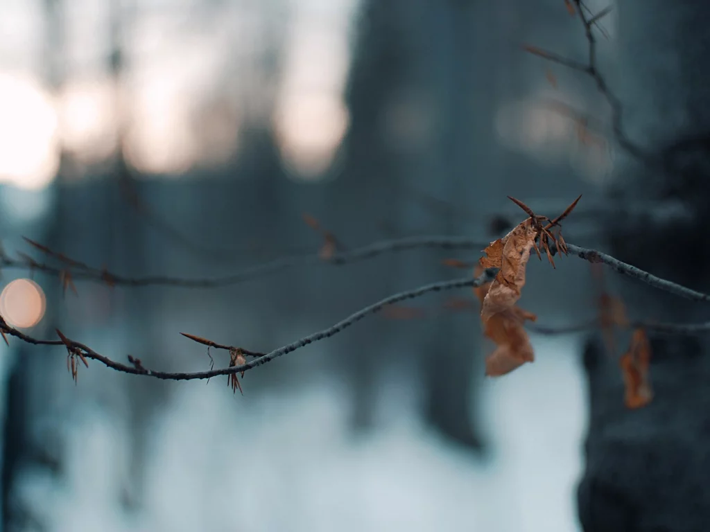 дерево, Лист, ветки, огни