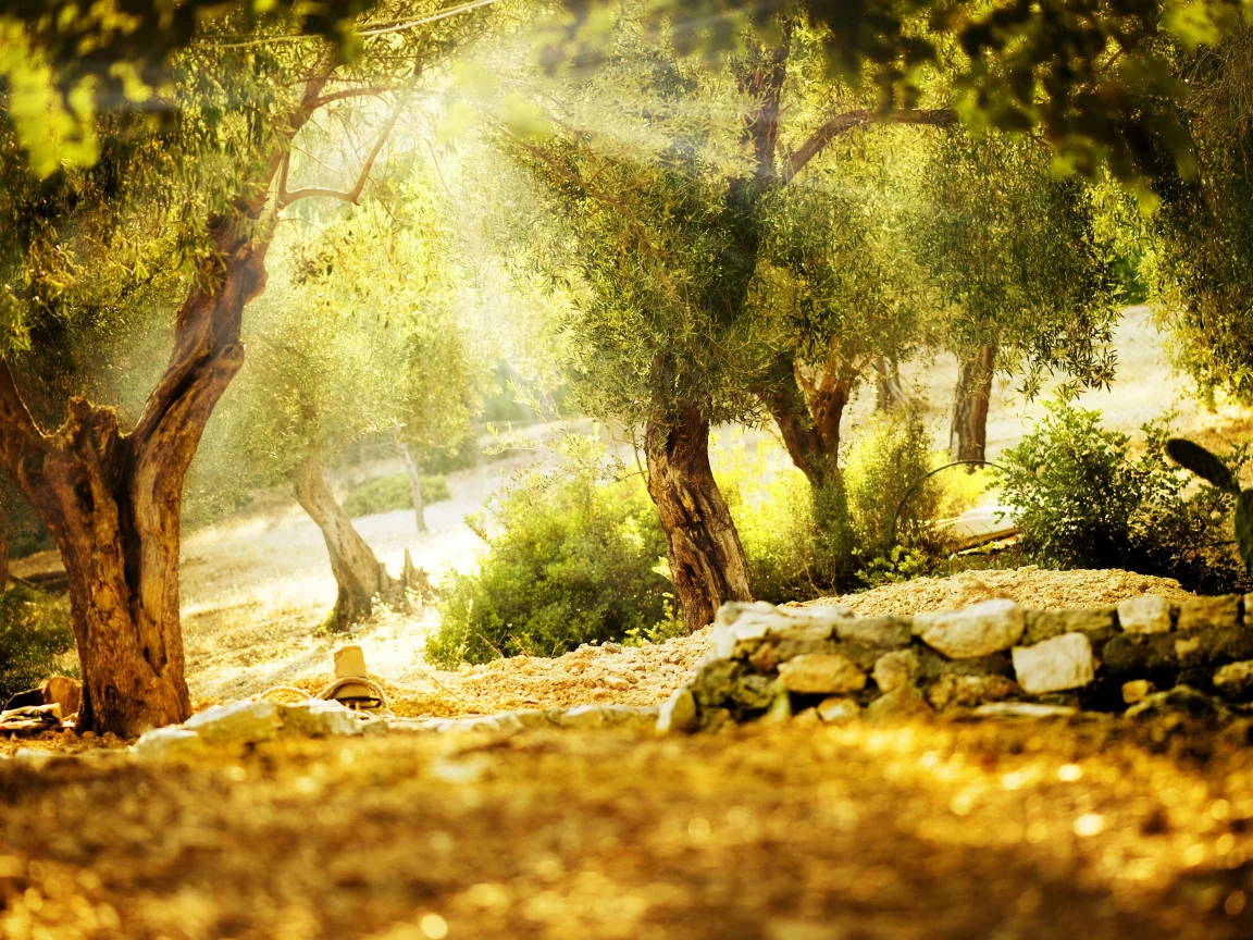 trees, деревья, sunny day, парк, Nature, природа, green, wildlife, view, summer
