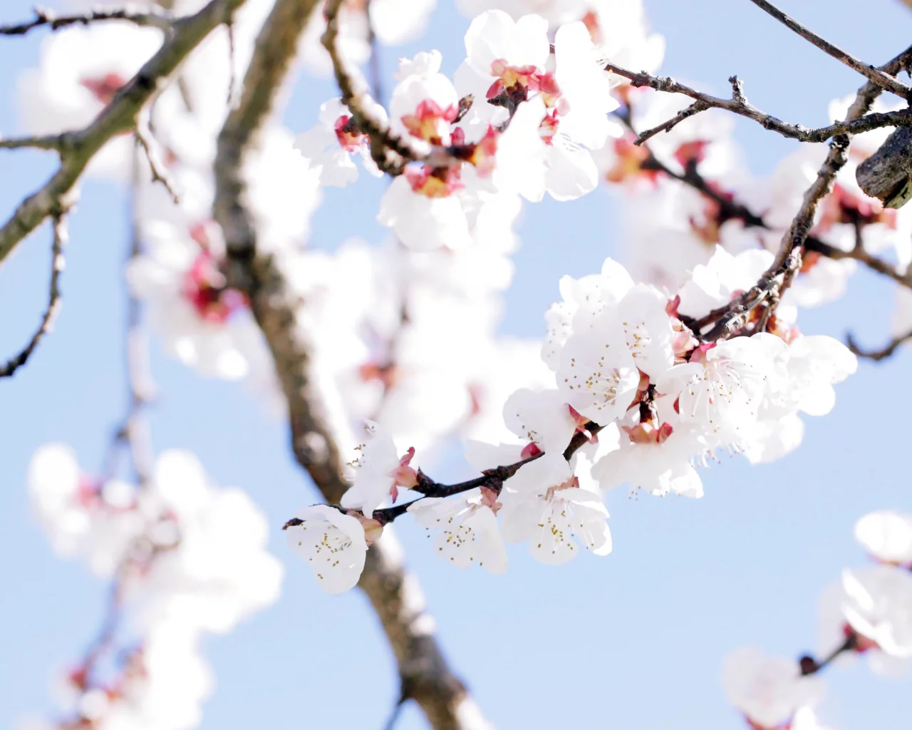 дерево, spring, весна, цветы