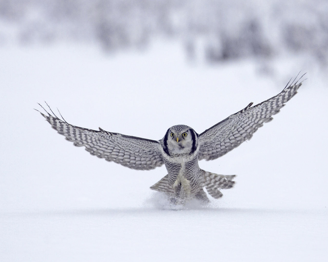 flight, птица, сокол, снег, snow, animal, зима, полёт, winter, falcon, bird, 1920x1080, животное