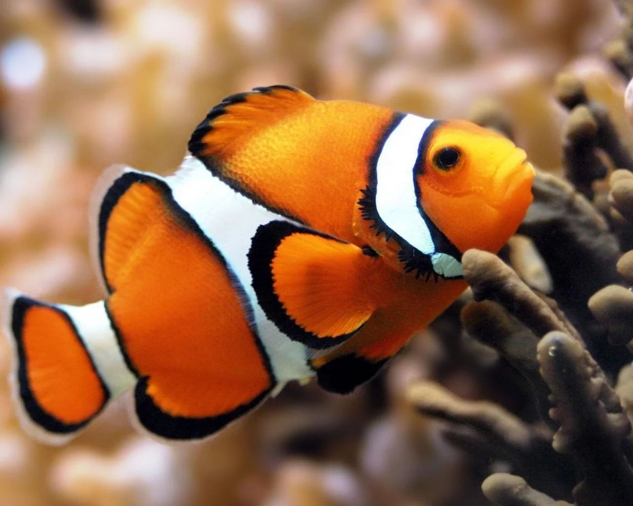 amphiprion ocellaris, Рыба-клоун, вода
