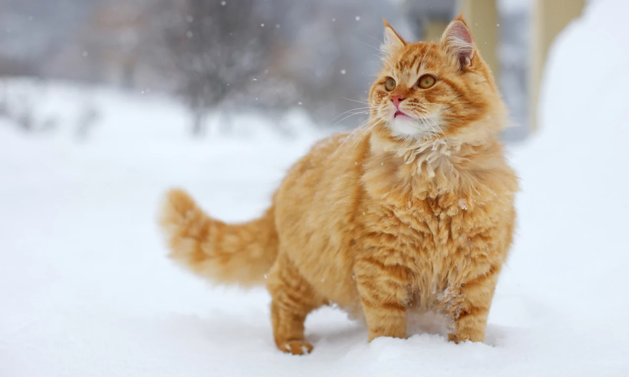 Кот, рыжий, снег