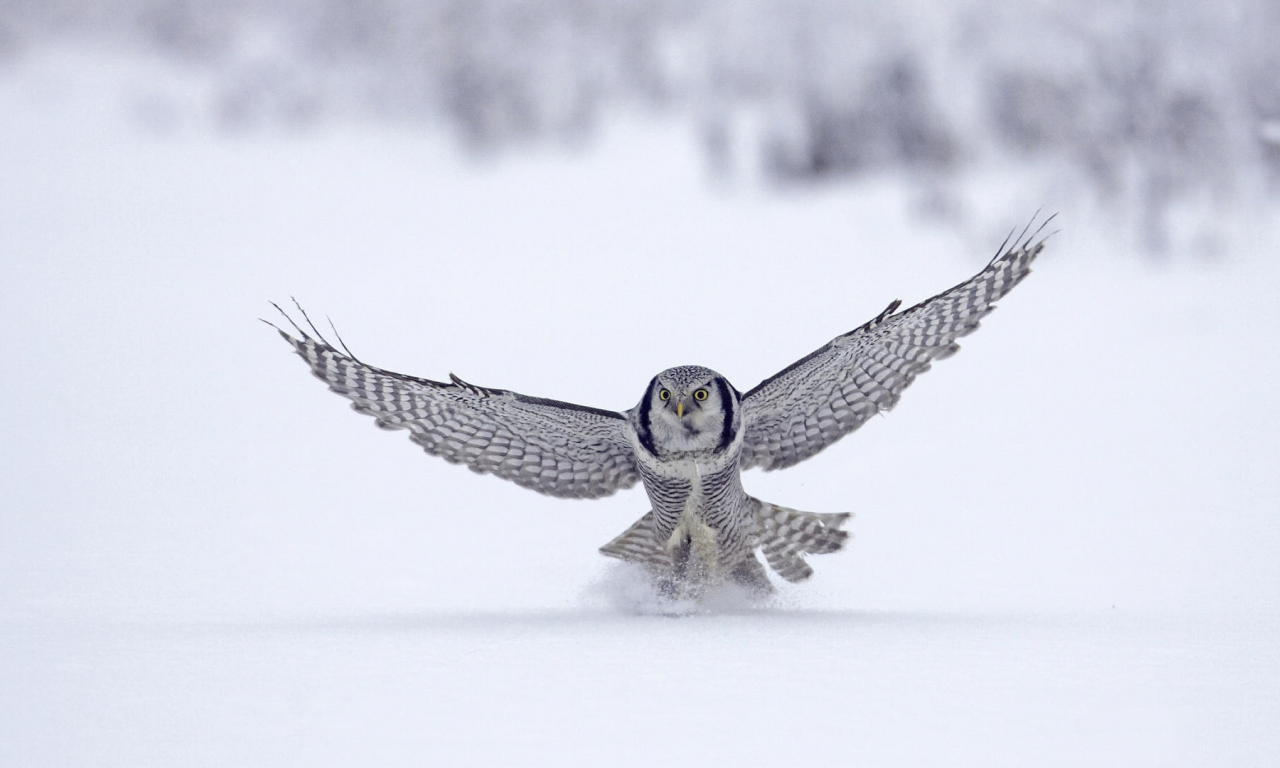 flight, птица, сокол, снег, snow, animal, зима, полёт, winter, falcon, bird, 1920x1080, животное