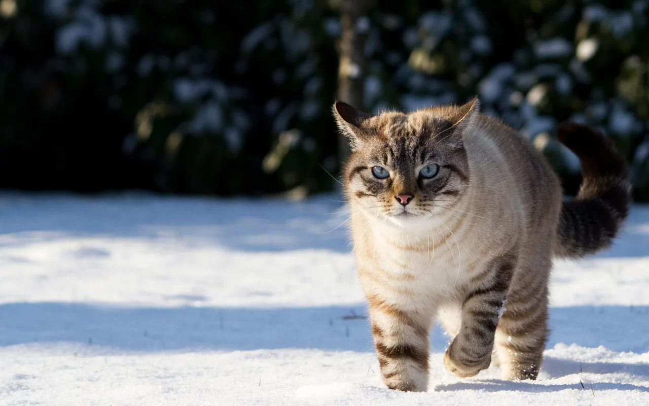 голубые глаза, Кот, грозный вид, розовый носик, снег