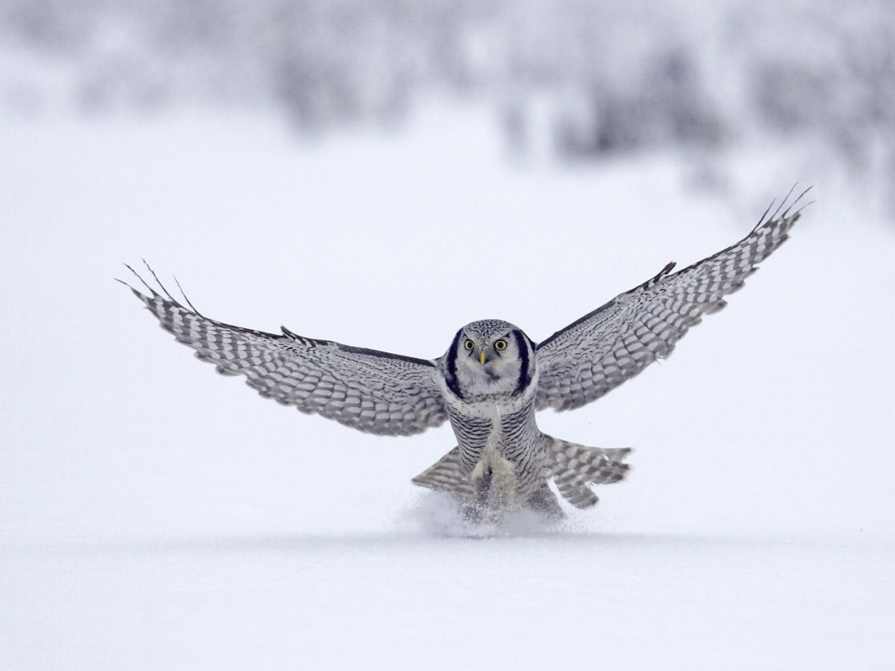 flight, птица, сокол, снег, snow, animal, зима, полёт, winter, falcon, bird, 1920x1080, животное