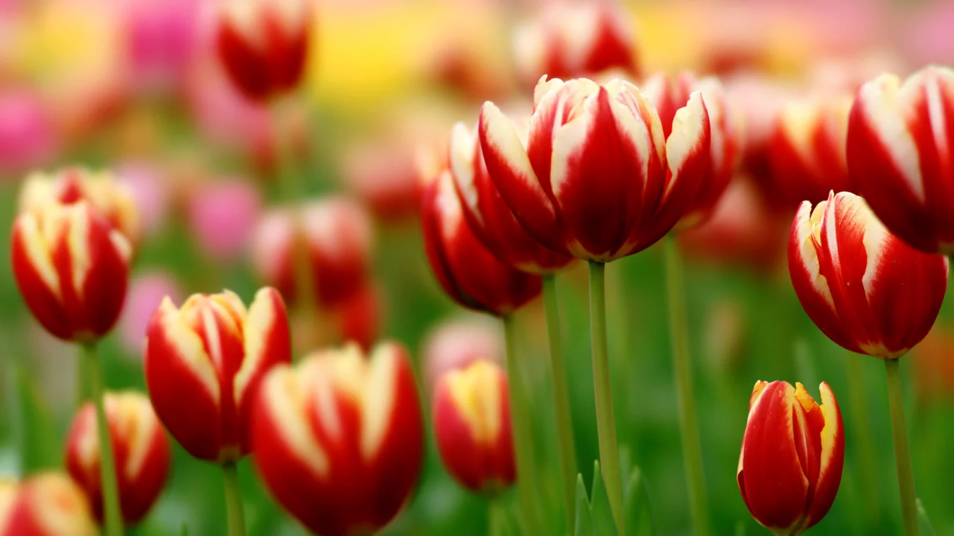 зелень, tulips, Тюльпаны