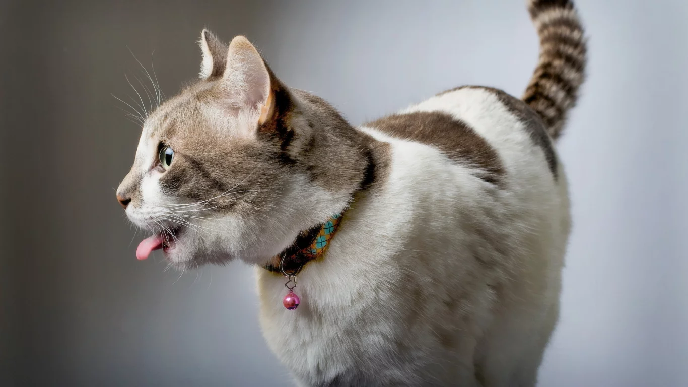 Кошка, фон, дом