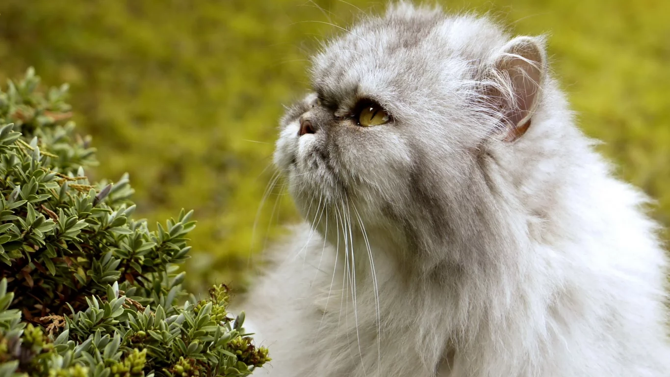 растение, Кошка, лето