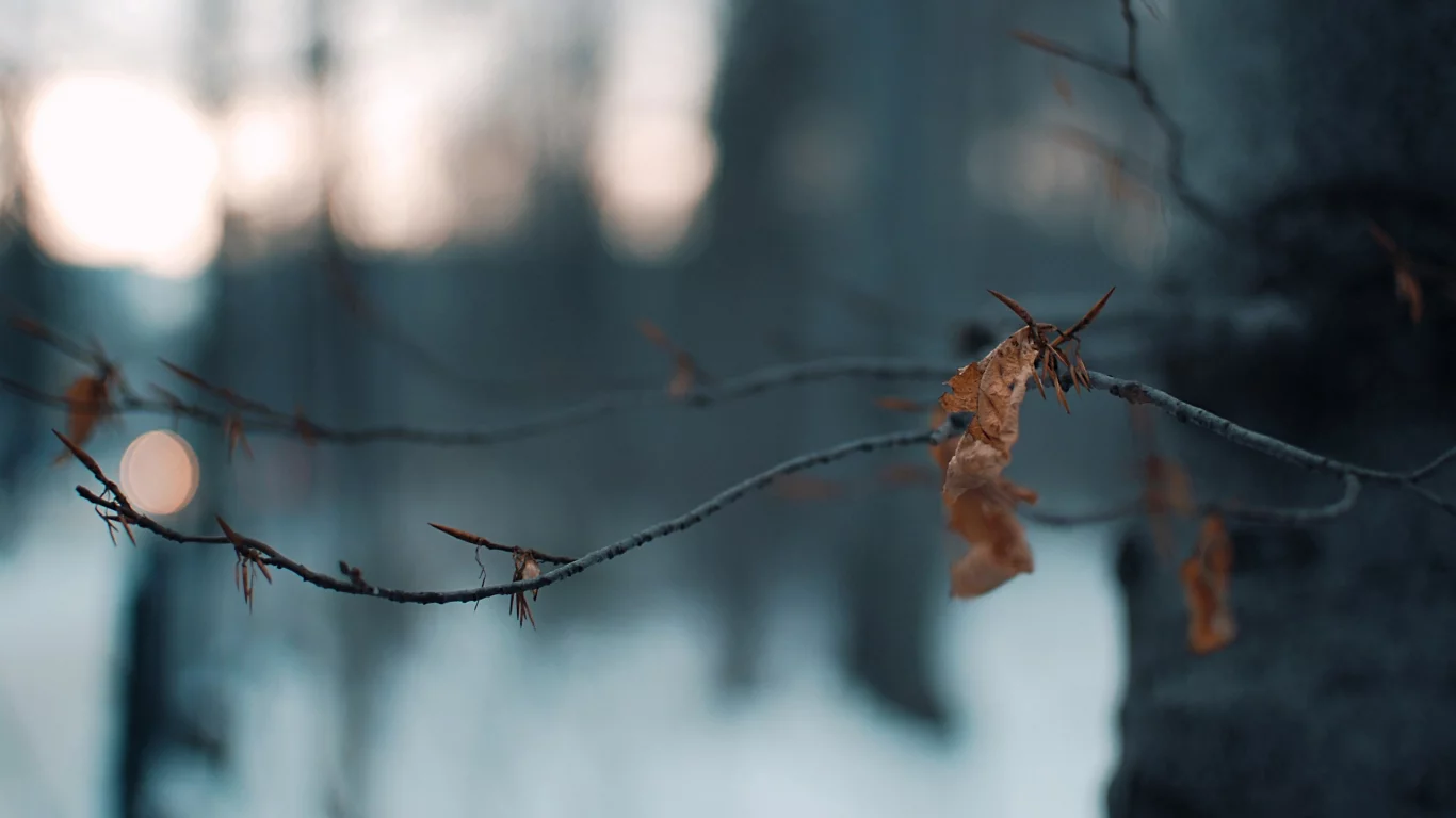 дерево, Лист, ветки, огни
