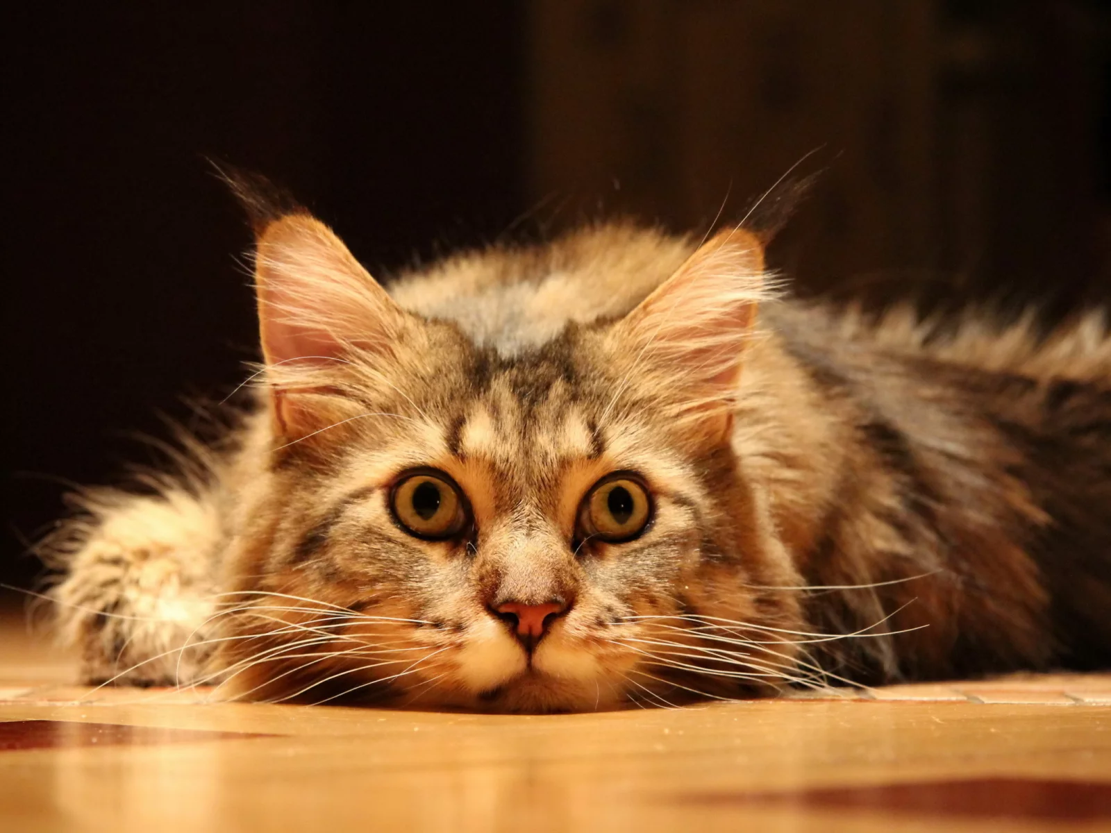 Кошка, взгляд, пол