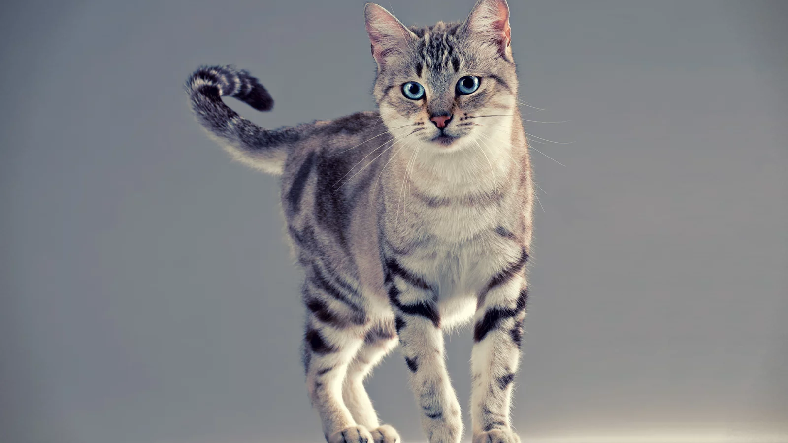 лапы, усы, хвост, Кот