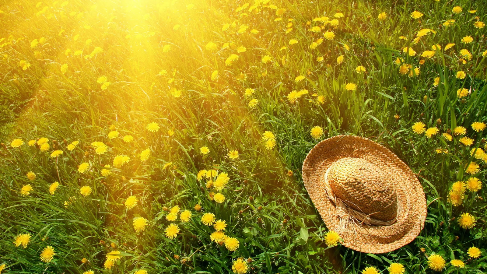 Природа, трава, шляпа