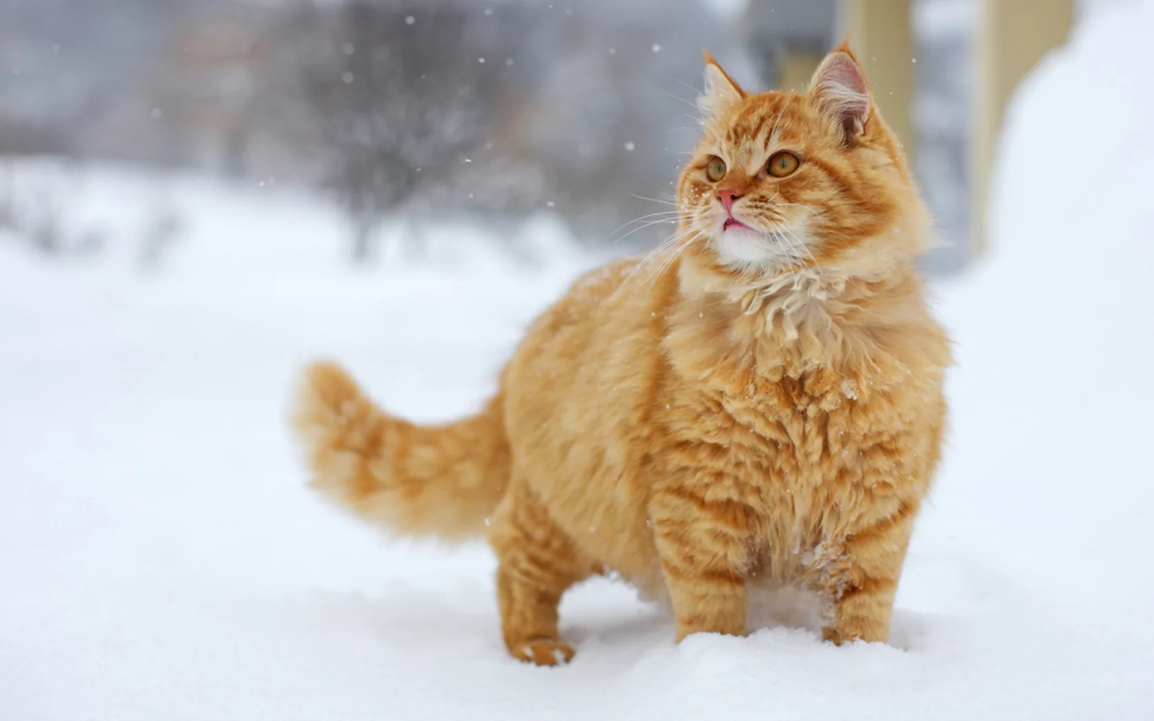 Кот, рыжий, снег