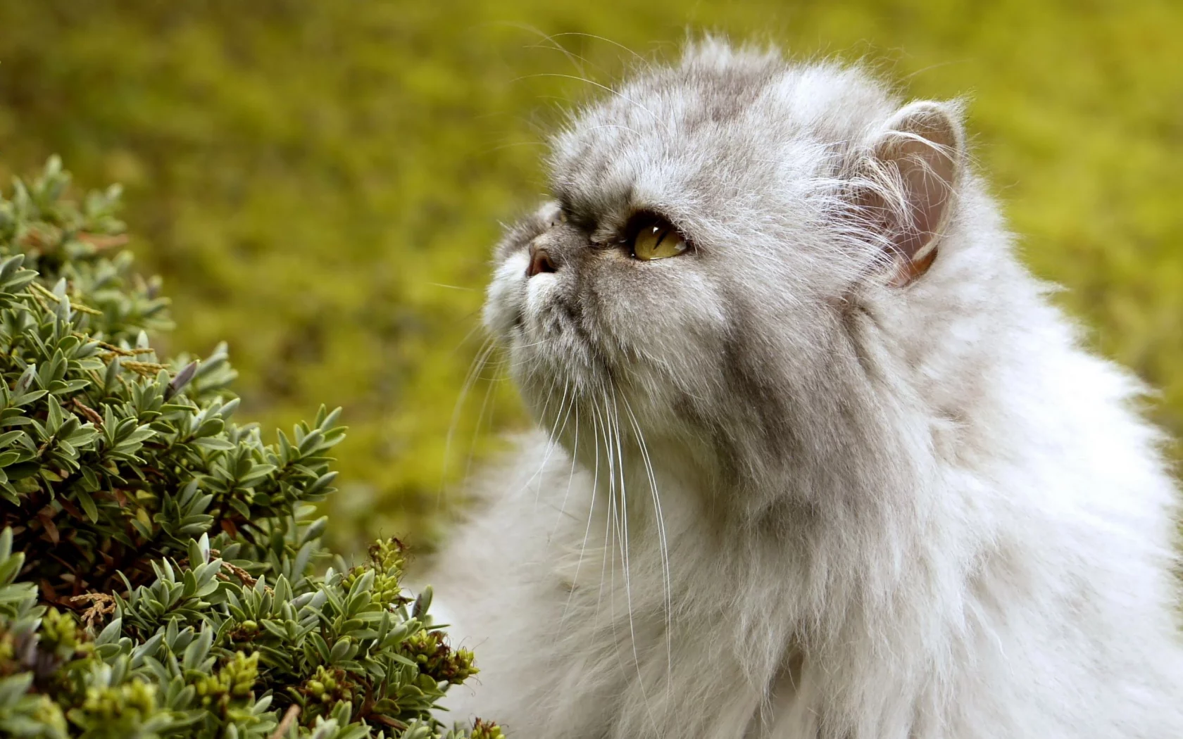 растение, Кошка, лето