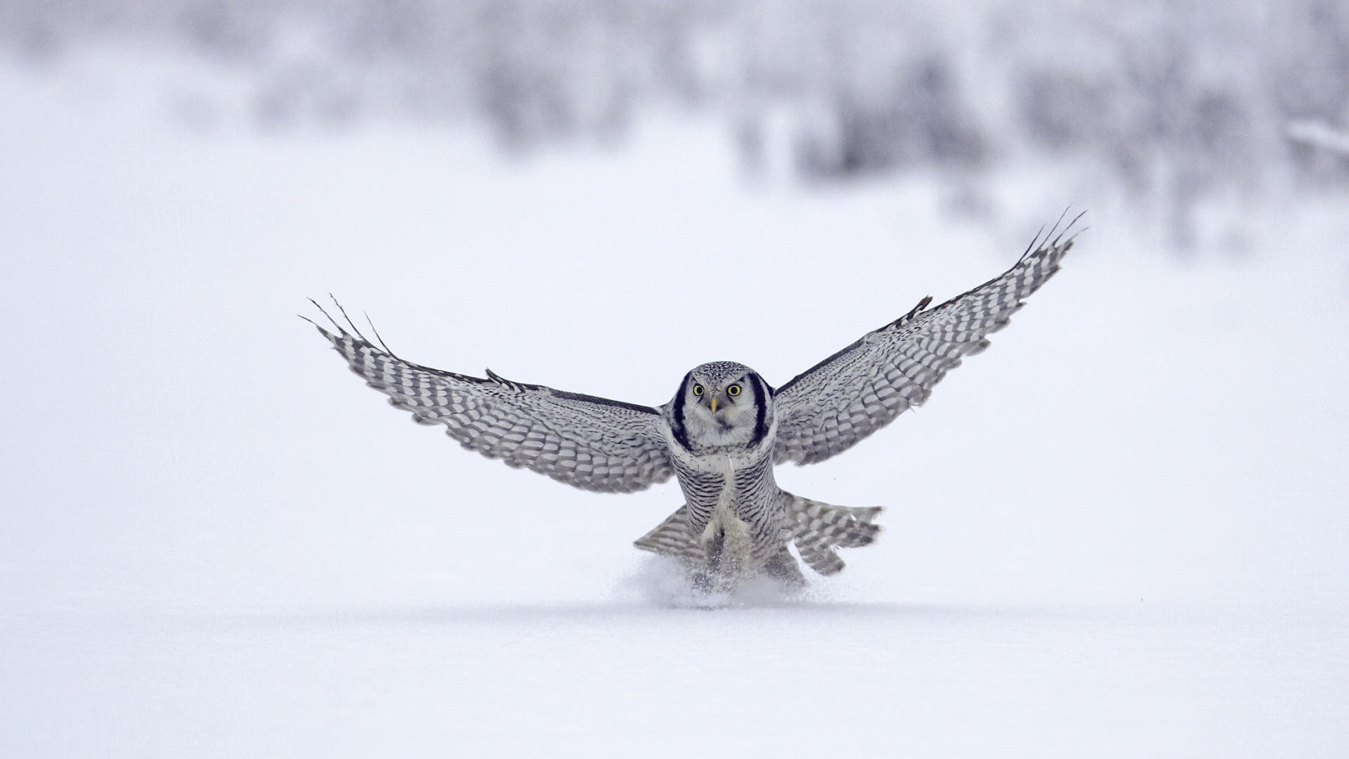 flight, птица, сокол, снег, snow, animal, зима, полёт, winter, falcon, bird, 1920x1080, животное