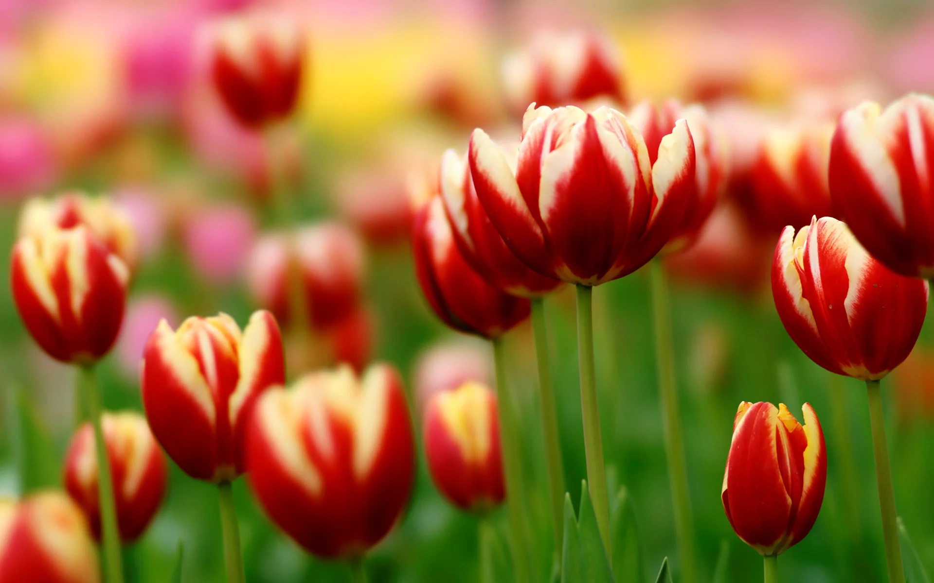 зелень, tulips, Тюльпаны