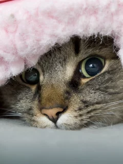 озорник, кот, одеяло