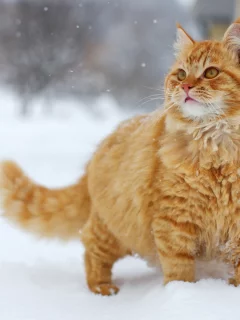 Кот, рыжий, снег