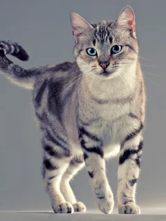 лапы, усы, хвост, Кот