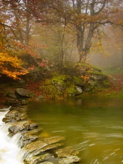 осень, деревья, Река