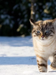 голубые глаза, Кот, грозный вид, розовый носик, снег