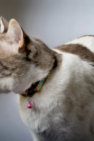 Кошка, фон, дом