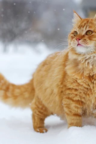 Кот, рыжий, снег