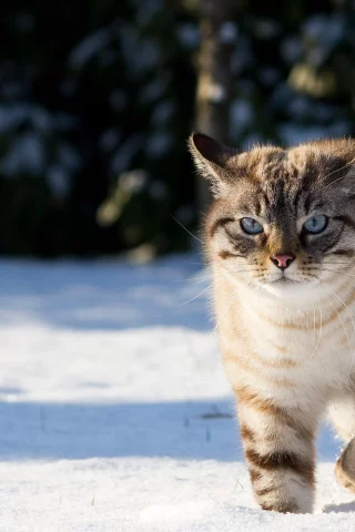 голубые глаза, Кот, грозный вид, розовый носик, снег