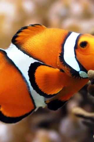 amphiprion ocellaris, Рыба-клоун, вода