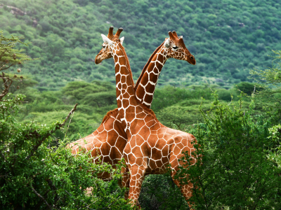 саванна, жирафы, зелень, африка