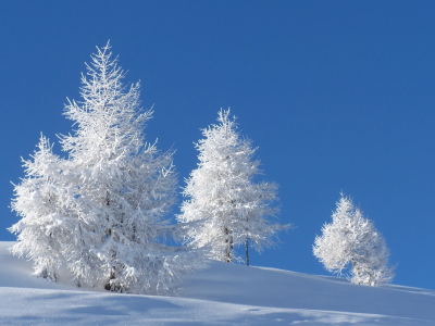 зима, деревья, природа, снег
