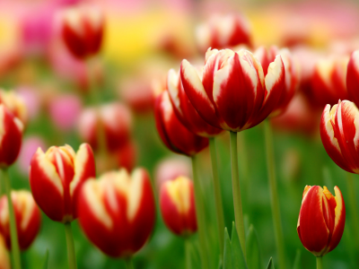 зелень, tulips, Тюльпаны