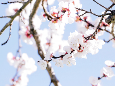 дерево, spring, весна, цветы