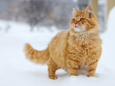 Кот, рыжий, снег