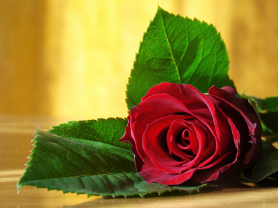 роза, цветы, beauty, милые, for you, прохладный, красная, красивая, flower, натюрморт, rose, delicate, красота, любовь, red rose, фото, элегантный, романтика, красивая, фотографии, для тебя, cool, красивые, still life, тонкий, романтический, photo, к