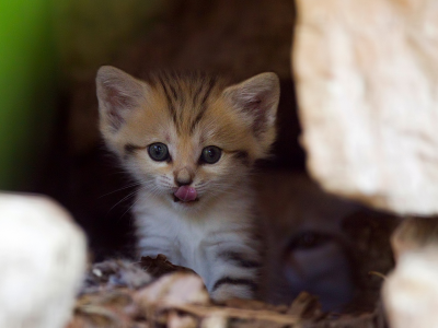 кошка, котенок, любопытство