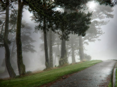 мокрая, утро, парк, туман, Природа, алейка