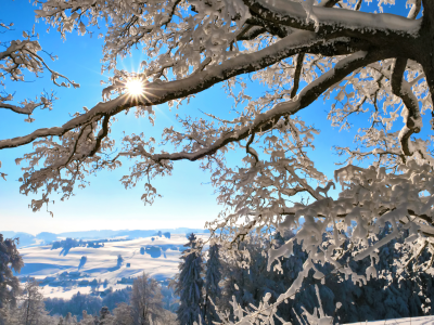 снег, ветки, швейцария, солнце, Зима, дерево, горы