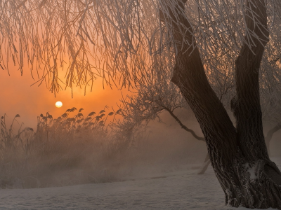 дерево, снег, туман, восход, Зима