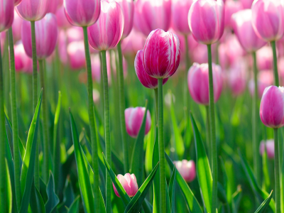 цветы, цветок, цветки, зелень, Tulips wallpapers, flowers hd, flowers bokeh