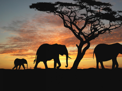 закат, слоненок, Животные, слон, дерево