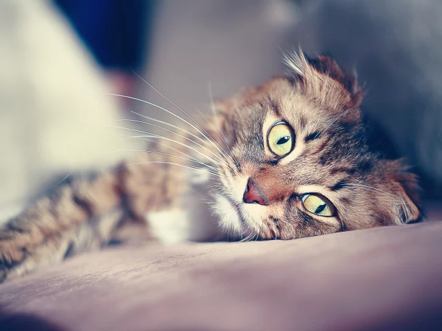 кот, вислоухий, уют