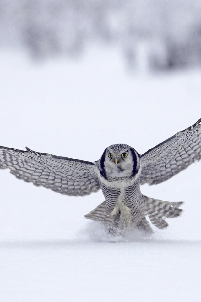 flight, птица, сокол, снег, snow, animal, зима, полёт, winter, falcon, bird, 1920x1080, животное