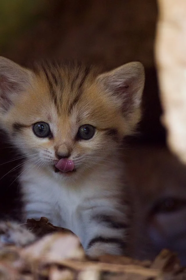 кошка, котенок, любопытство