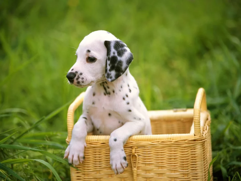 трава, щенок, далматинец, dog, собака, dalmatian