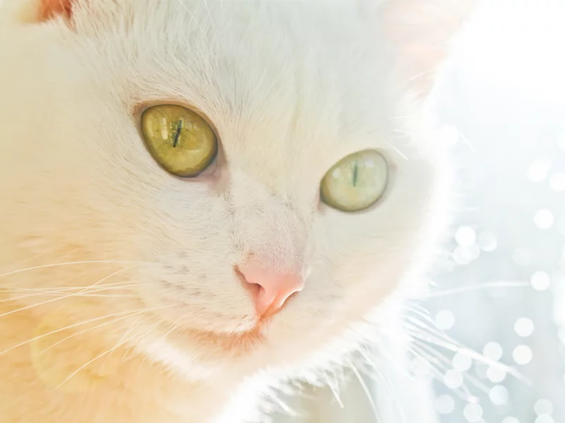 кошка, киса, свет
