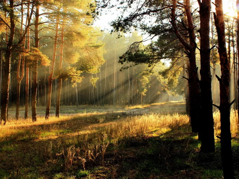 Утро, природа, свет, лес