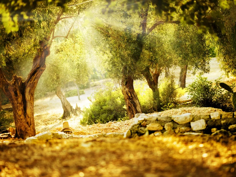 trees, деревья, sunny day, парк, Nature, природа, green, wildlife, view, summer